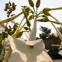 Nicotiana sylvestris